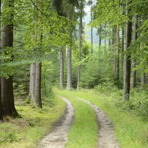 Forest path framed by tall trees and lush greenery Forest path framed by tall trees and lush greenery