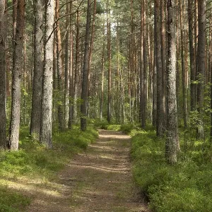 Forest path through green mixed forest Forest path through green mixed forest