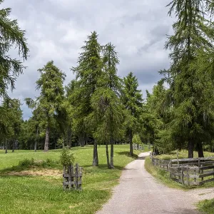 Forest path through larch meadows on the Salten in South Tyrol