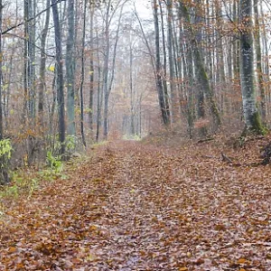 Forest path in late autumn, beech trees (Fagus sylvatica) Forest path in late autumn, beech trees (Fagus sylvatica)