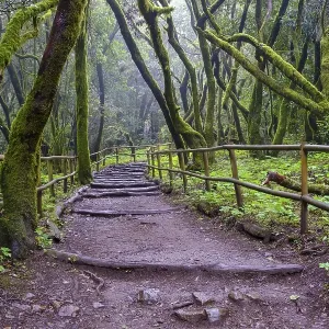 Forest path in the laurel forest