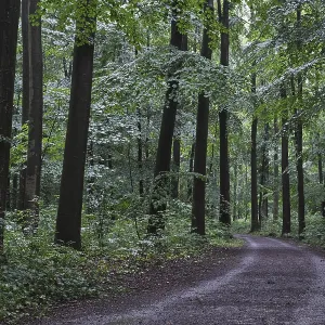 Forest path leads through a deciduous forest with copper beech (Fagus silvatica) Forest path leads through a deciduous forest with copper beech (Fagus silvatica)