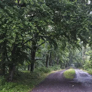 Forest path leads past a deciduous forest with copper beech (Fagus silvatica) Forest path leads past a deciduous forest with copper beech (Fagus silvatica)