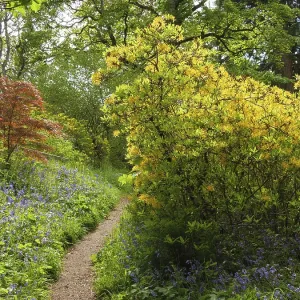 Forest path lined with flowering plants and colourful trees Forest path lined with flowering plants and colourful trees