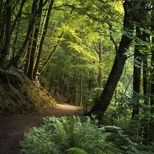 A forest path in a mixed forest with many beech trees in summer A forest path in a mixed forest with many beech trees in summer