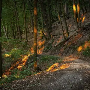 A forest path in a mixed forest with many Beech trees in summer A forest path in a mixed forest with many Beech trees in summer