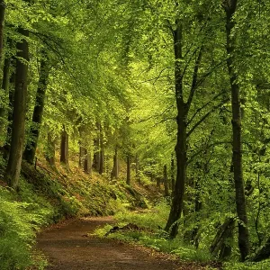 A forest path in a mixed forest with deciduous trees