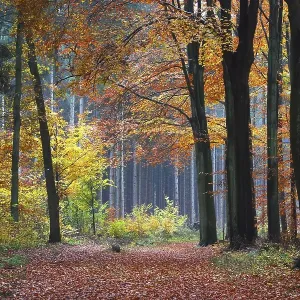 Forest path in an mixed forest of European Beech Trees (Fagus sylvatica) and Norway Spruce Trees (Picea abies) Forest path in an mixed forest of European Beech Trees (Fagus sylvatica) and Norway Spruce Trees (Picea abies)