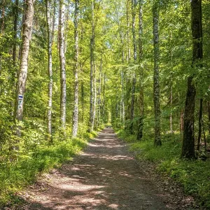 Forest path through a mixed forest in summer sunshine Forest path through a mixed forest in summer sunshine