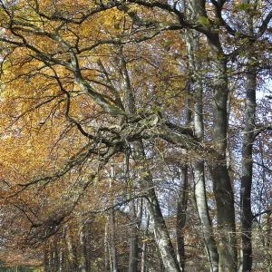Forest path, path, autumn forest