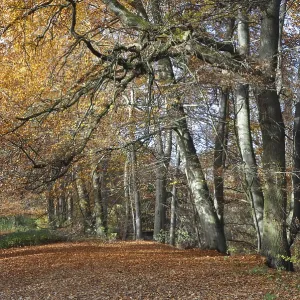 Forest path, path, autumn forest