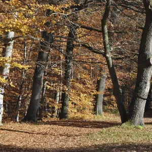 Forest path, path, autumn forest