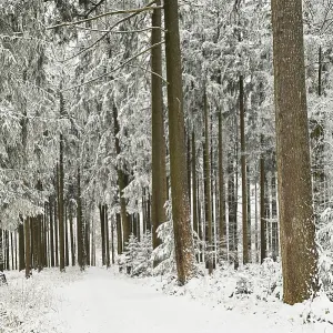 Forest path through snow-covered coniferous forest Forest path through snow-covered coniferous forest