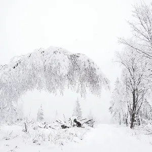 Forest path with snow-covered trees