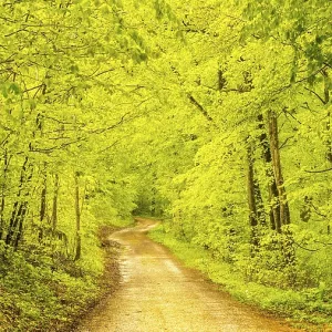 Forest path in spring, beech trees (Fagus sylvatica)