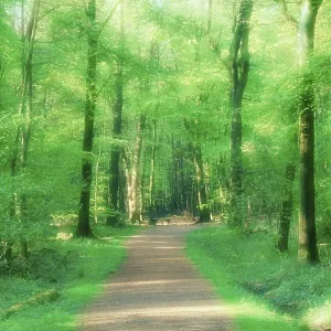 Forest path in spring, North Rhine-Westphalia Forest path in spring, North Rhine-Westphalia