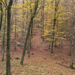 Forest path winding through trees covered with colorful autumn leaves creating a natural tunnel Forest path winding through trees covered with colorful autumn leaves creating a natural tunnel