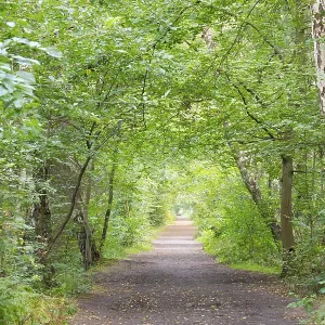 Forest paths, DarBwald, DarB