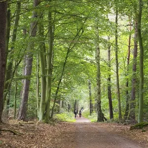 Forest paths, Darsswald, Darss Forest paths, Darsswald, Darss