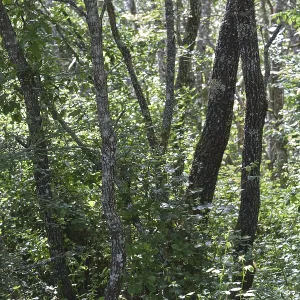 Forest with Portuguese oak (Quercus faginea)