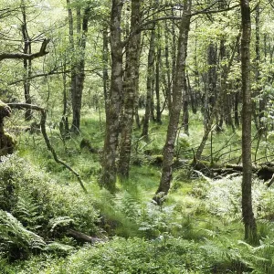Forest in the Rotes Moor nature reserve Forest in the Rotes Moor nature reserve
