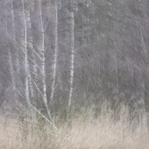 Forest with sand birch trees (Betula pendula)