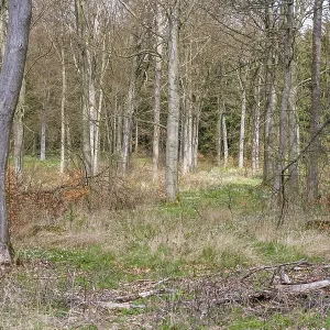 Forest in Saxony-Anhalt Harz