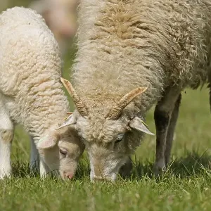 Forest sheep, lamb with mother grazing on a pasture Forest sheep, lamb with mother grazing on a pasture