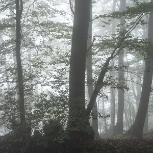 Forest on a slope in the fog in autumn Forest on a slope in the fog in autumn