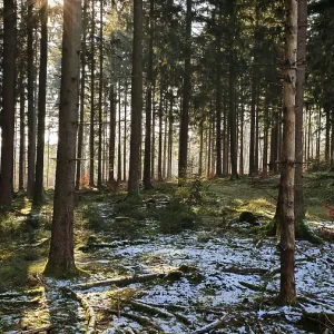 Forest with snow-covered ground and sun rays shining through the trees Forest with snow-covered ground and sun rays shining through the trees