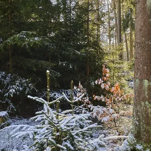 A forest with snow-covered trees and sunlight penetrating through the leaves A forest with snow-covered trees and sunlight penetrating through the leaves