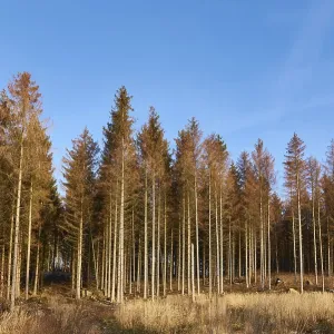 Forest spring 2021 in Upper Lusatia