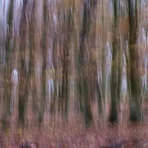 Forest stand with copper beech (Fagus silvatica)