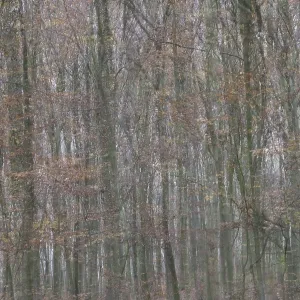 Forest stand with copper beech (Fagus silvatica)
