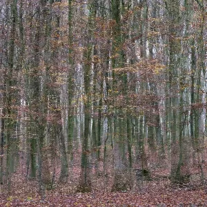 Forest stand with copper beech (Fagus silvatica)