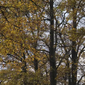 Forest stand with copper beech (Fagus silvatica)