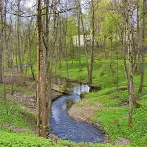Forest stream flowing among the trees and grass