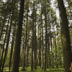 Forest of tall evergreen trees in spring Forest of tall evergreen trees in spring