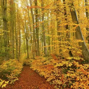Forest track through discoloured Common beeches (Fagus sylvatica)