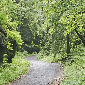 Forest track through the rocky landscape of the saxony swiss