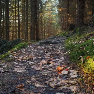 Forest trail full of autumn leaves in sunlight