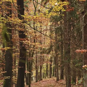 A forest trail with autumn leaves and tall trees in a quiet atmosphere A forest trail with autumn leaves and tall trees in a quiet atmosphere