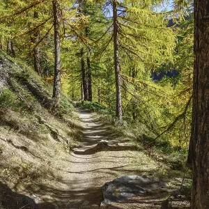 Forest trail through an autumnal larch forest Forest trail through an autumnal larch forest