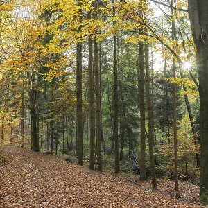 Autumn Forest Trail Print, Saxony, Germany Autumn Forest Trail Print, Saxony, Germany