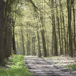 Forest trail, forest path, spring forest