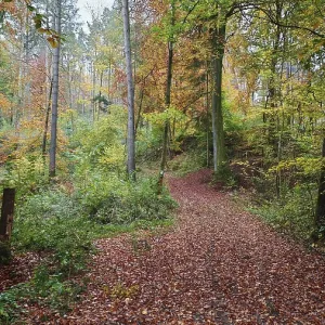 A forest trail with green and orange leaves A forest trail with green and orange leaves