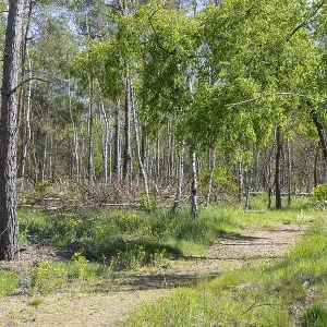 Forest trail Heidepfad through the Gohrischer Heide near Groeditz