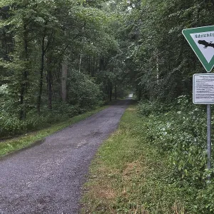 Forest trail leads through deciduous forest when it rains Forest trail leads through deciduous forest when it rains