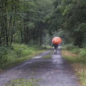 Forest trail leads through deciduous forest when it rains Forest trail leads through deciduous forest when it rains