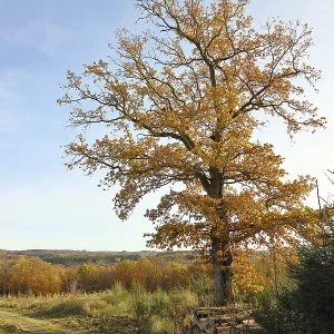 Forest trail with an oak tree in autumn leaves on the edge Forest trail with an oak tree in autumn leaves on the edge
